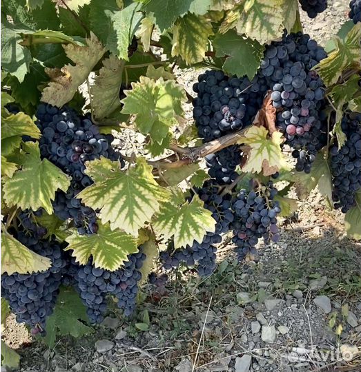 Технический виноград \ Виноделие \ Доставка