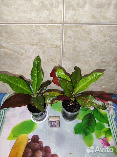 Кодиеум кротон