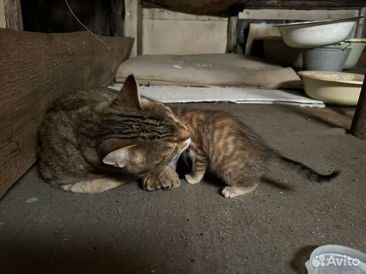 Котенок в добрые руки