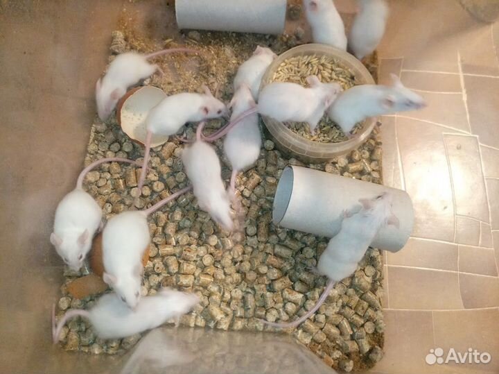 Мыши кормовые