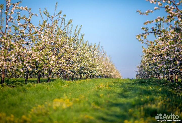 Вахта для бригад, людей сбор урожая яблок