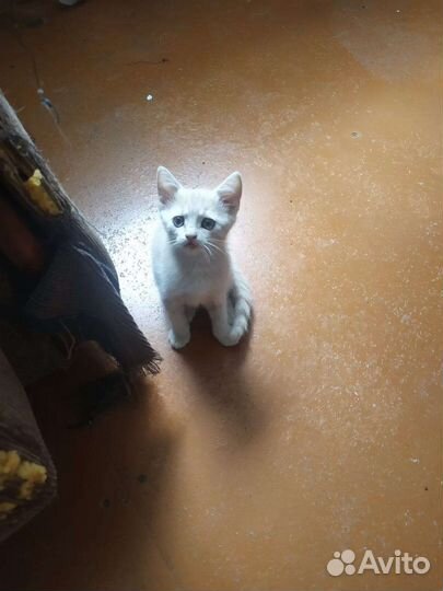 Британские котята
