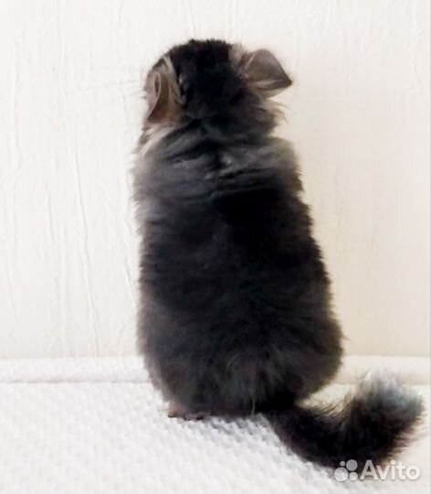 Шиншилла Ангора по кличке Тату