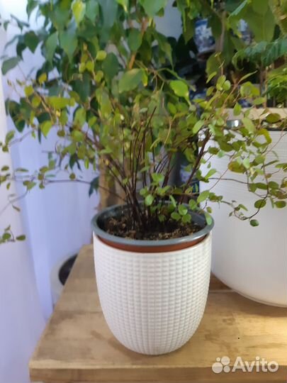 Мюленбекия спутанная