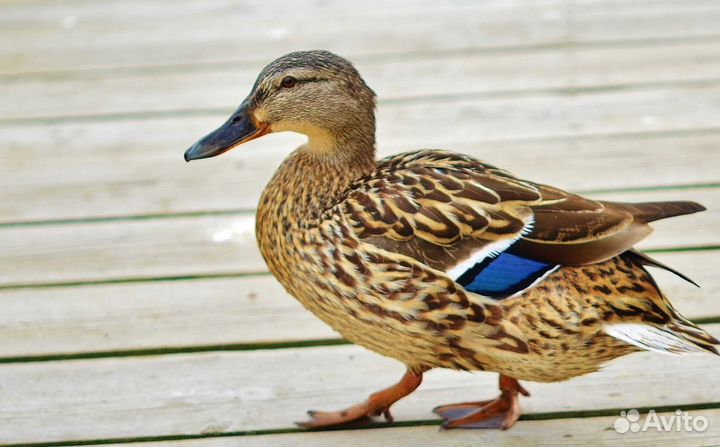 Суточные утята Цветной башкирской утки