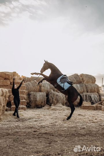 Кобыла для души