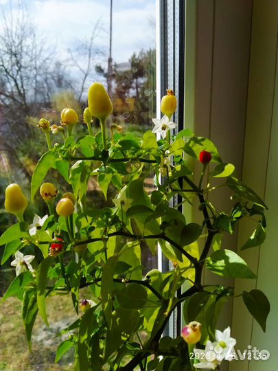 Комнатные растения, цветы