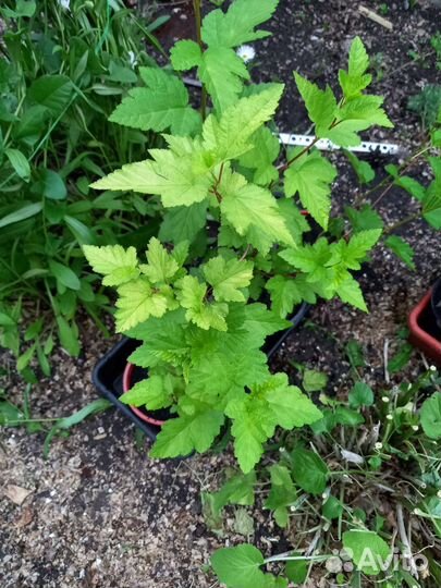 Декоративные кустарники, цветы многолетние