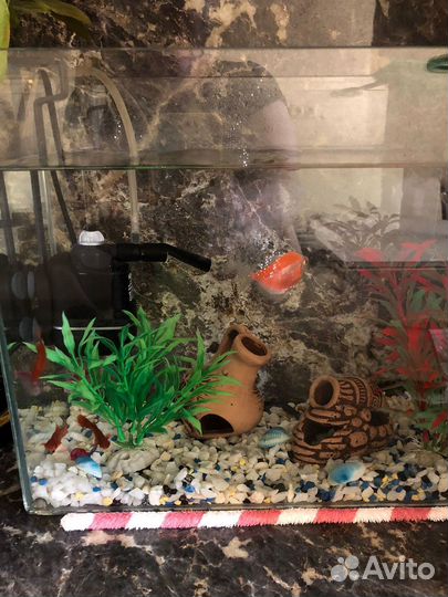 Аквариум