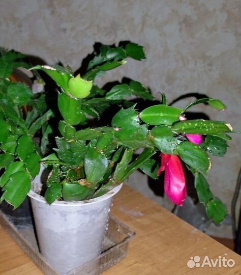 Декабрист шлюмбергера