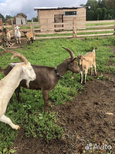 Продам дойную Альпийскую козочку