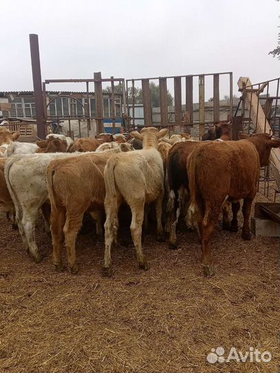 Бычки и телята