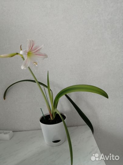 Гиппеаструм амариллис