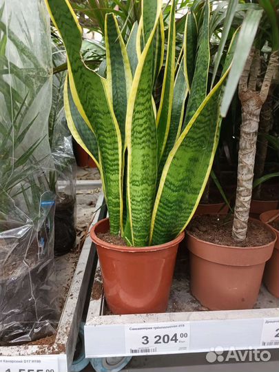 Сансевиерия