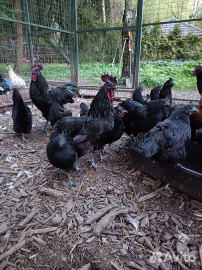 Цыплята ухейилюй