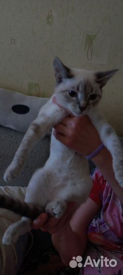 Тайская кошка