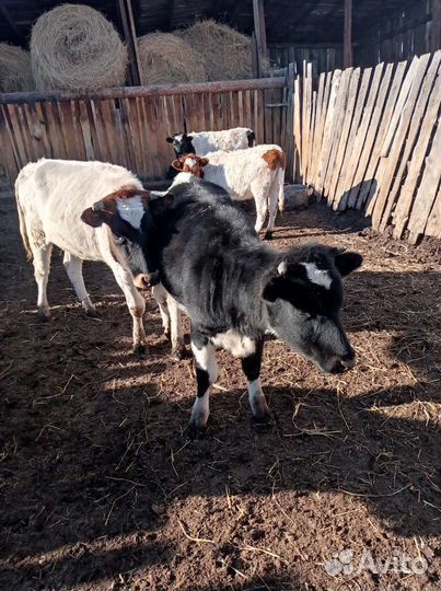 Продам коров, телочек, бычков