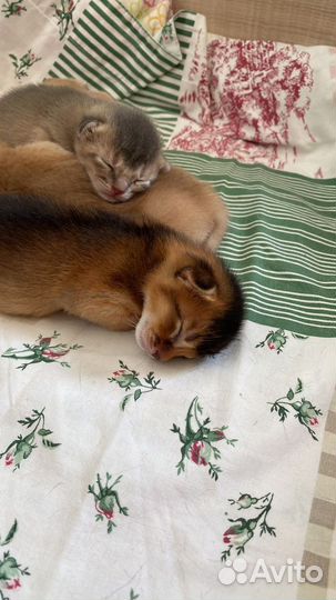 Вязка Абиссинский кот