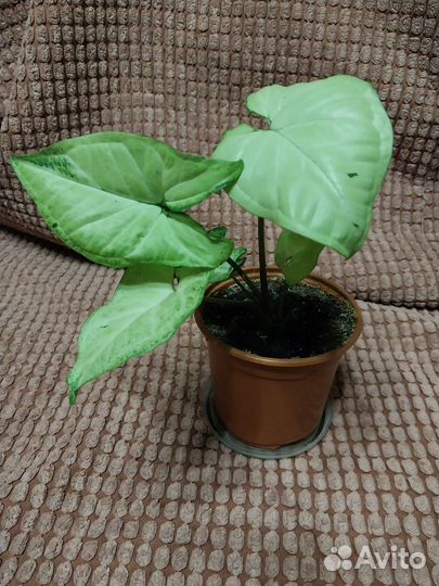 Сингониум /комнатное растение
