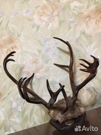 Рога оленя