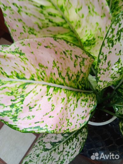 Аглаонема рози