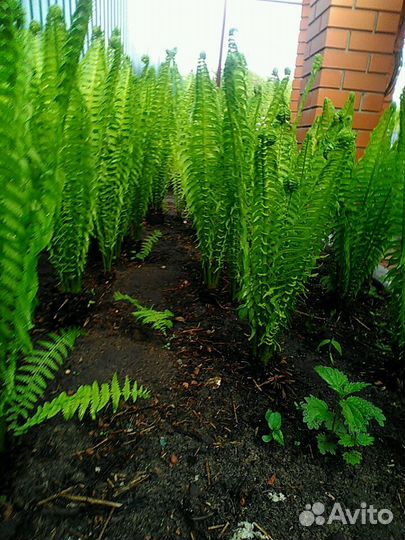 Папоротник