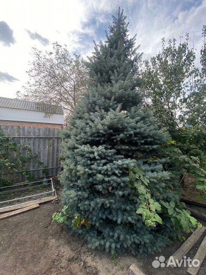 Ель голубая, растущая красавица