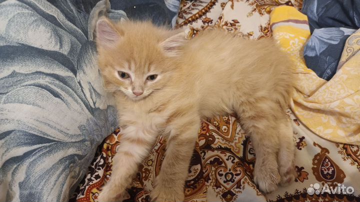 Котята в добрые,ответственные руки(Оба мальчики)