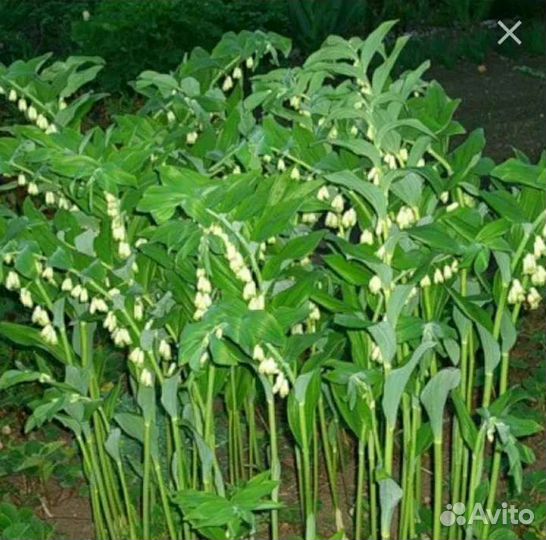 Купена лекарственная или соломонова печать