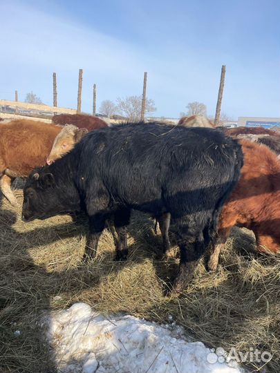 Бычки и быки