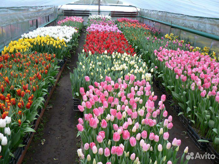 Луковицы тюльпанов