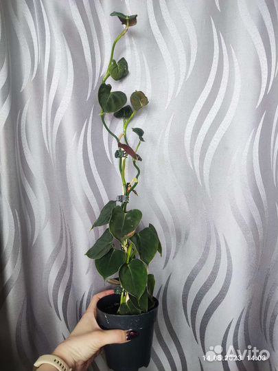 Филодендрон люпинум