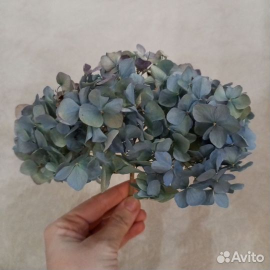 Гортензия сухоцвет