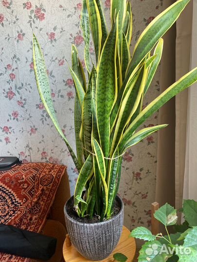 Сансиеверия микс крупная