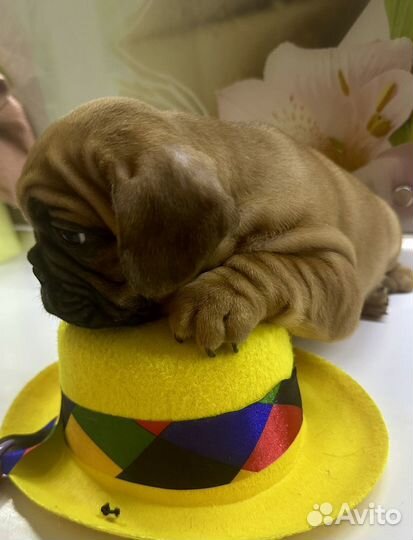 Французский бульдог