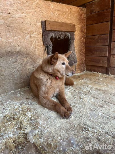 Очаровательная девочка томится в клетке приюта