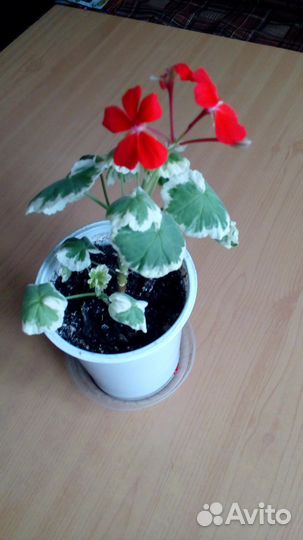 Герань пестролистная