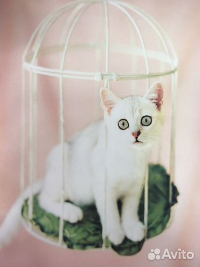 Книга. 101 котомодель