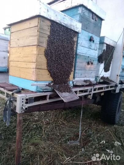 Продам пасеку