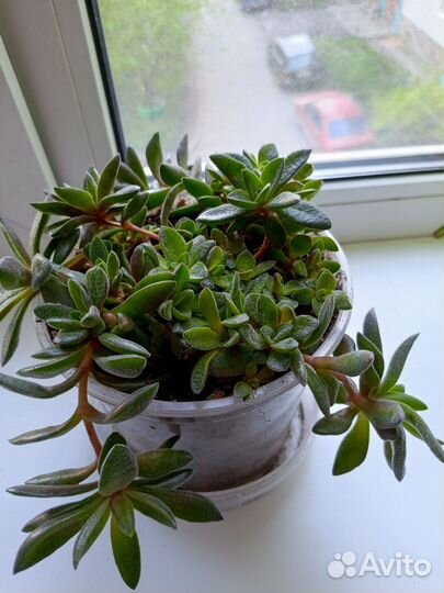 Крассула justus corderoy