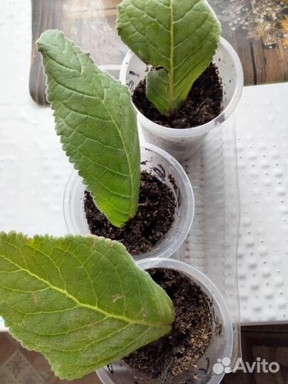 Глоксия Тидея