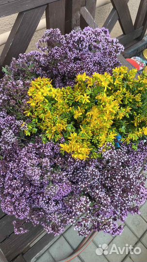 Душица из Башкирии, цена за пучок