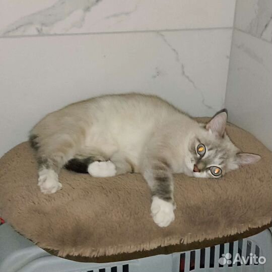 Ждём котика