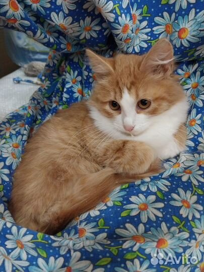 Замурчательный Рыжик (4 месяца)