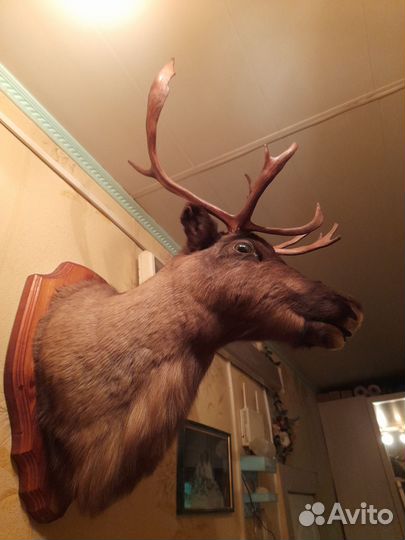 Чучело Оленя