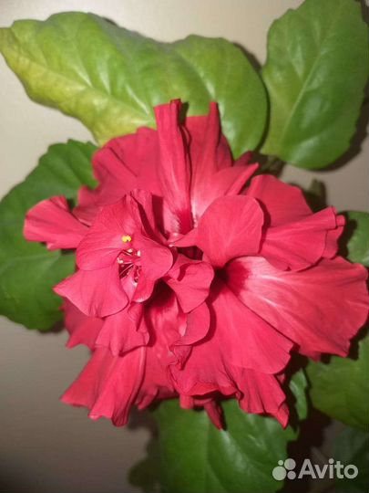 Абутилон,клеродендрум Филиппинский,гибискус