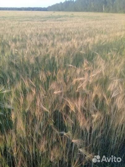 Ячмень Вакула