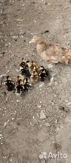 Мускусные утки индоутки индоутята