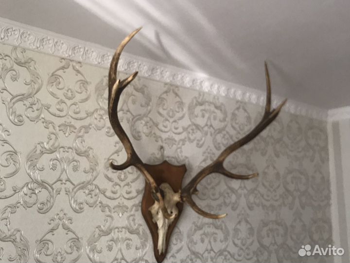 Рога оленя европейского лобные
