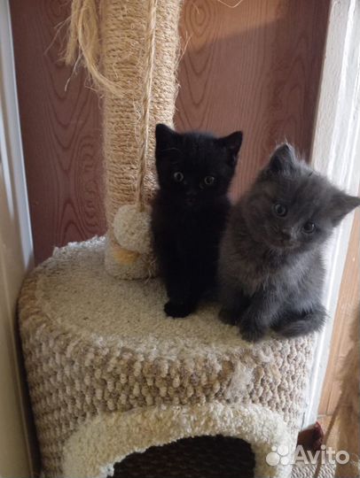 Котята в добрые руки бесплатно